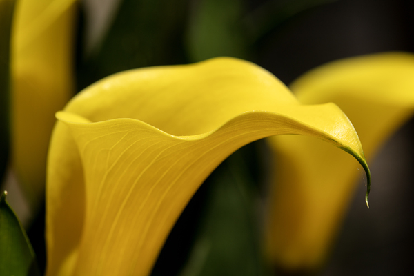 Yellow Calla Lilies Print