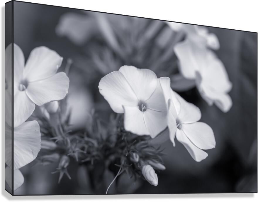 Summer Phlox Flowers Blue Tone  Canvas Print