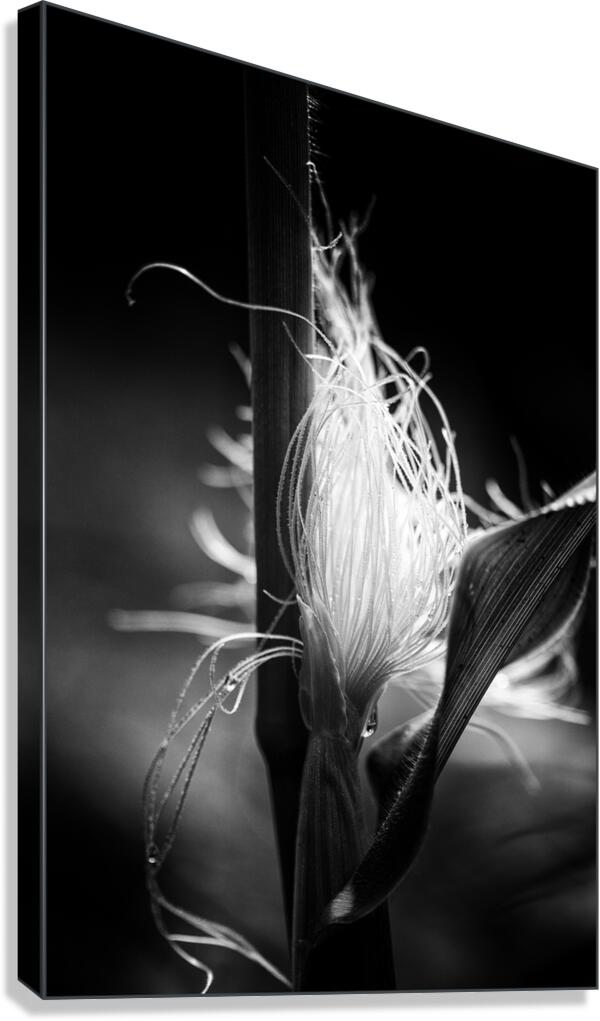 Corn Silk Summer Canvas Print