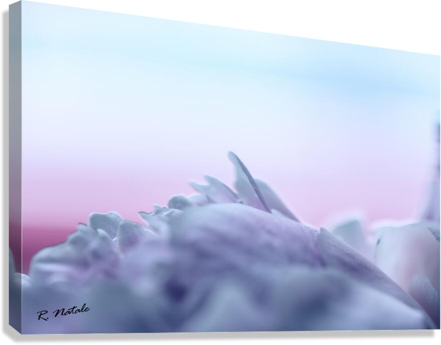 Impressions of a Pink Peony Flower Pastel Canvas Print