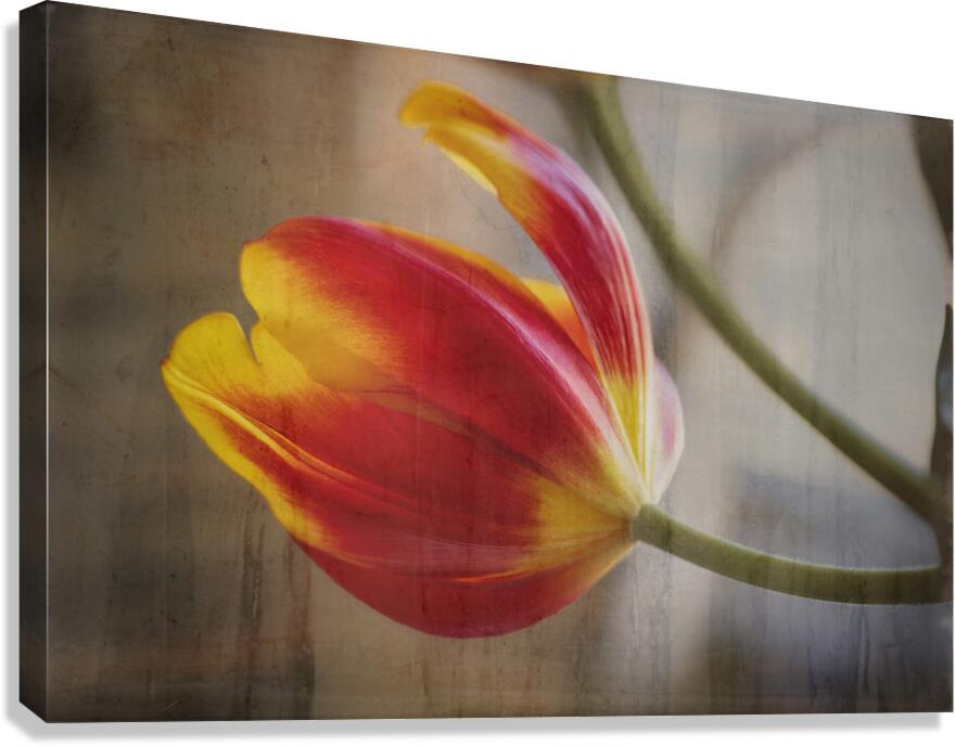 Ode to Spring Tullips Canvas Print