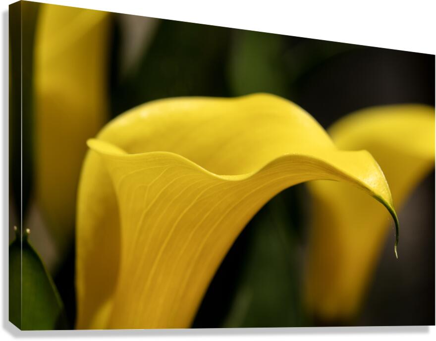 Yellow Calla Lilies Canvas Print
