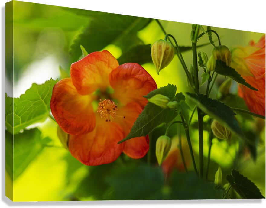 Abutilon Flowering Maple Canvas Print