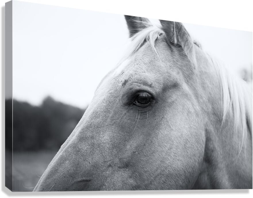 Waiting for Treats Canvas Print