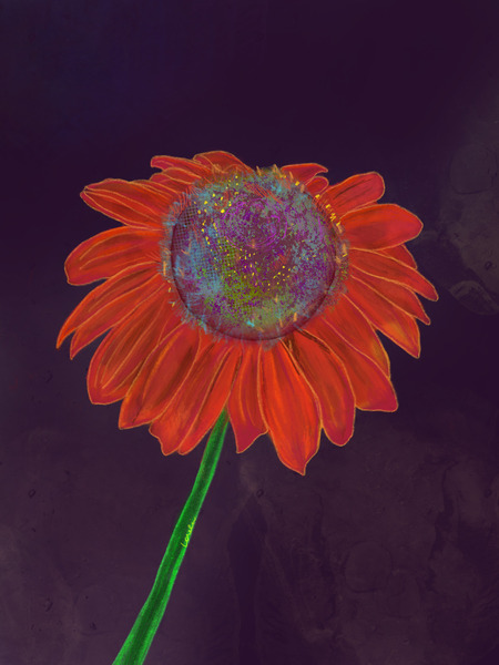 Sunflower by Syrenwork
