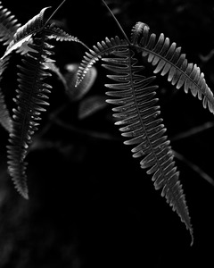 Fern with Drops