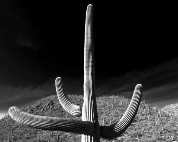 Cacti Print