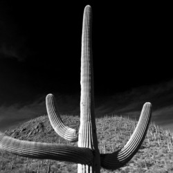 Cacti
