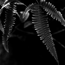 Fern with Drops