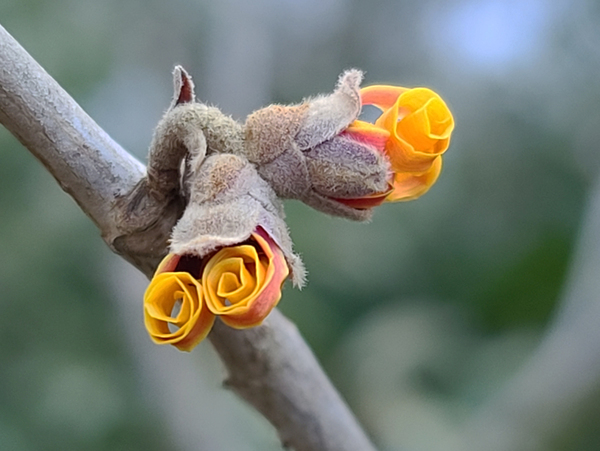 February  Witch Hazel bloom by Adam M Bundy