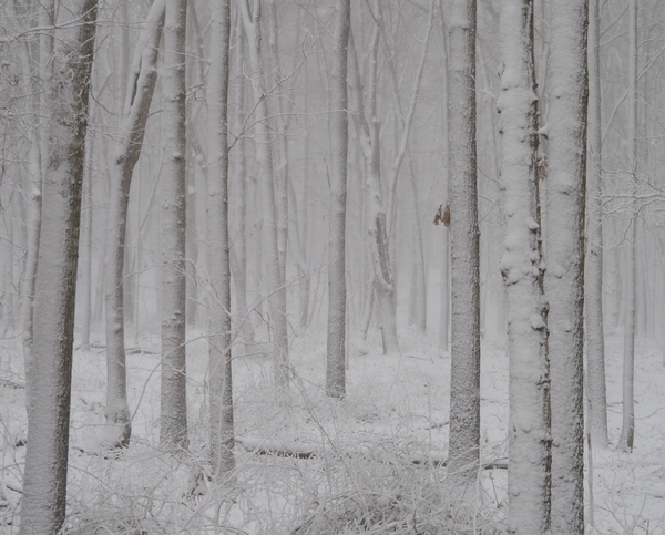 Beech Forest Snow no 2 by Adam M Bundy