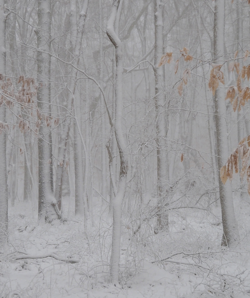 Beech Forest Snow no 4 by Adam M Bundy