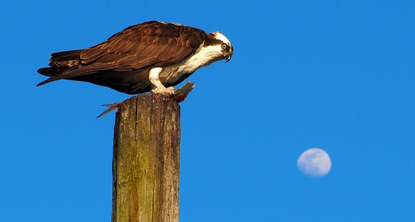 Osprey 1 by Adam M Bundy