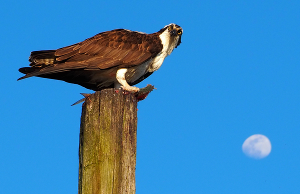 Osprey 6 b by Adam M Bundy