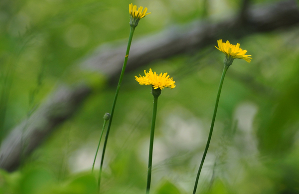Spring Bloom in the Preserve by Adam M Bundy