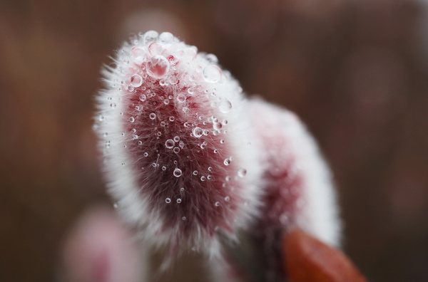 Pussywillow 2 by Adam M Bundy