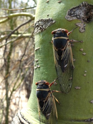 Pair of Cicadas on Palo Verde