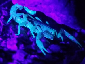 Fluorescent Scorpion