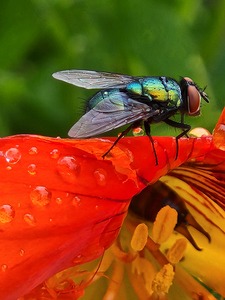 Common Green Bottle Fly on an orange flower