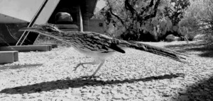 Black and White Roadrunner