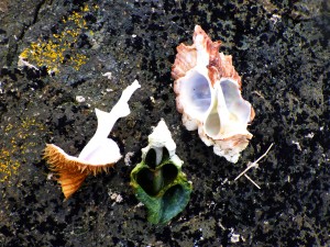Broken Shells on Black Sand Beach