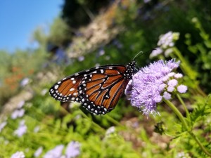 Arizona Queen Butterfly