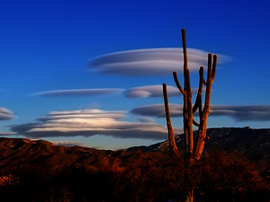 Lenticular clouds w saguaro