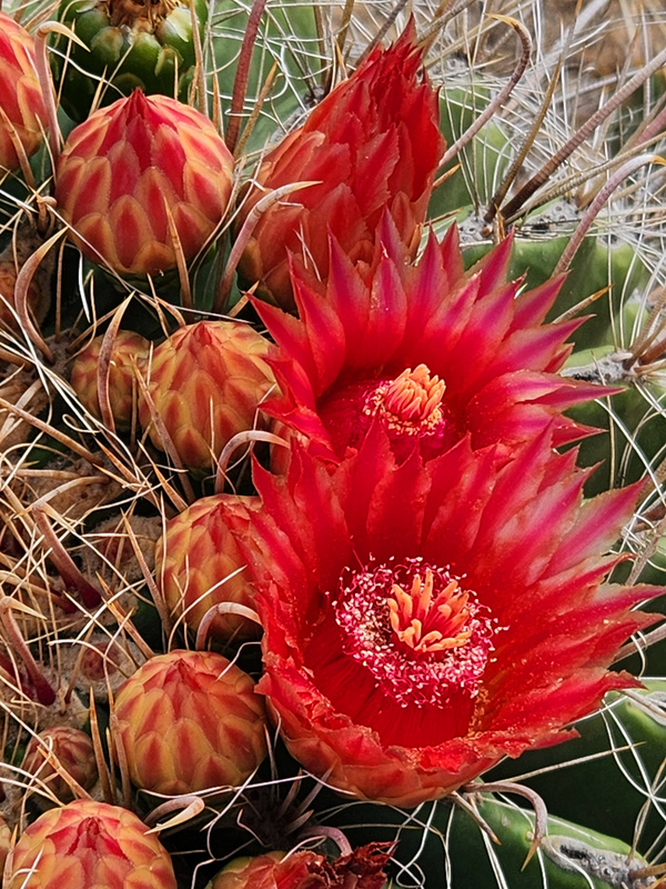Bright red Fishhook Barrel Cactus flowers by Creative Endeavors - Steven  Oscherwitz Wall Art