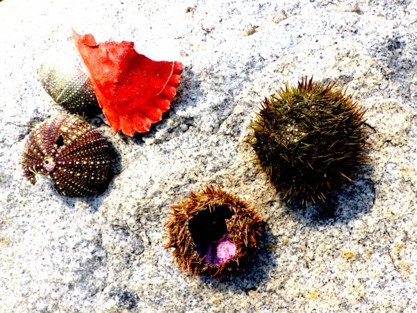 Sea Urchins and Crab Shell by Creative Endeavors - Steven Oscherwitz