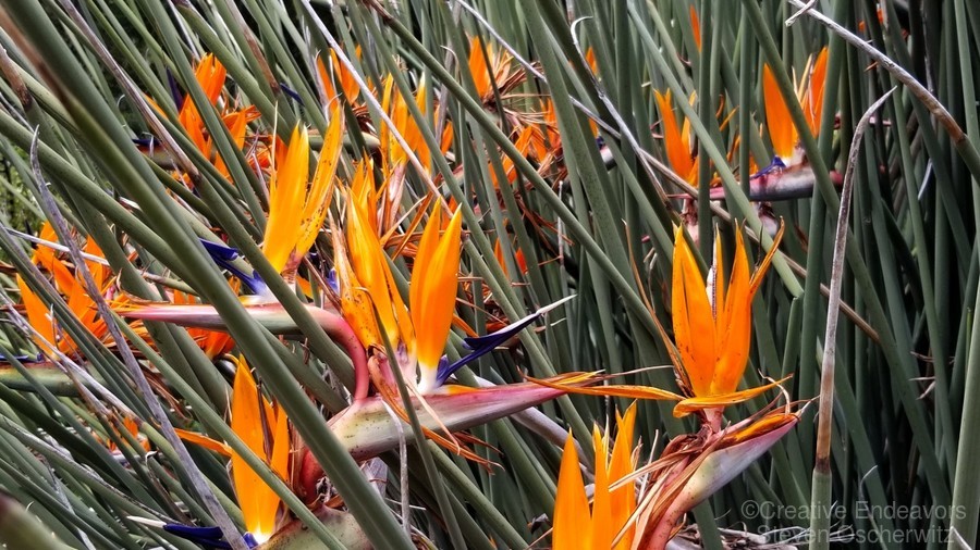Tropical Birds of Paradise by Creative Endeavors - Steven Oscherwitz ...