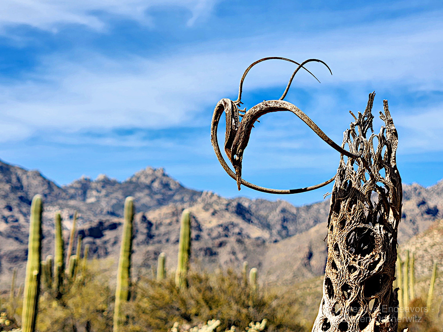 Cholla cactus skeleton and catclaw seed pod by Creative