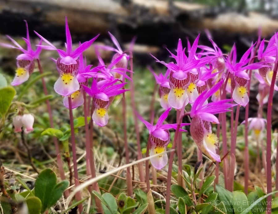 Calypso Orchids near Jasper Alberta by Creative Endeavors - Steven ...