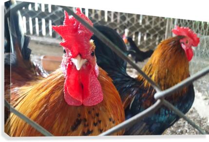 Roosters Canvas Print