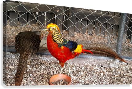 Golden Pheasant Canvas Print