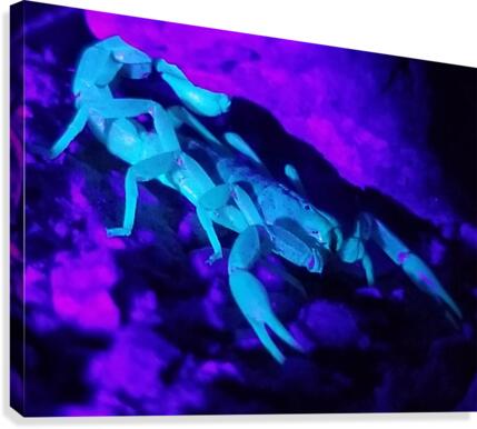 Fluorescent Scorpion Canvas Print
