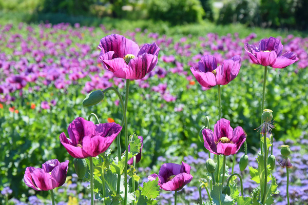 Violet Poppy Field by Kikkia Jackson