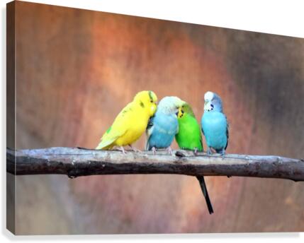 Flirting Parakeets Canvas Print