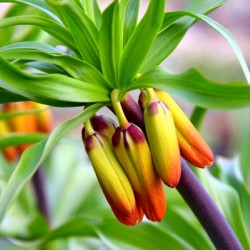 Orange Bulbeous Flower Crown Imperial Fritillaria Imperialis Buds