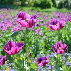 Violet Poppy Field