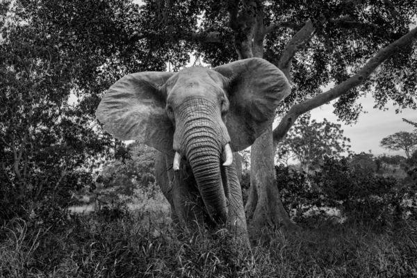 African bush elephant charging  by PACO COMO