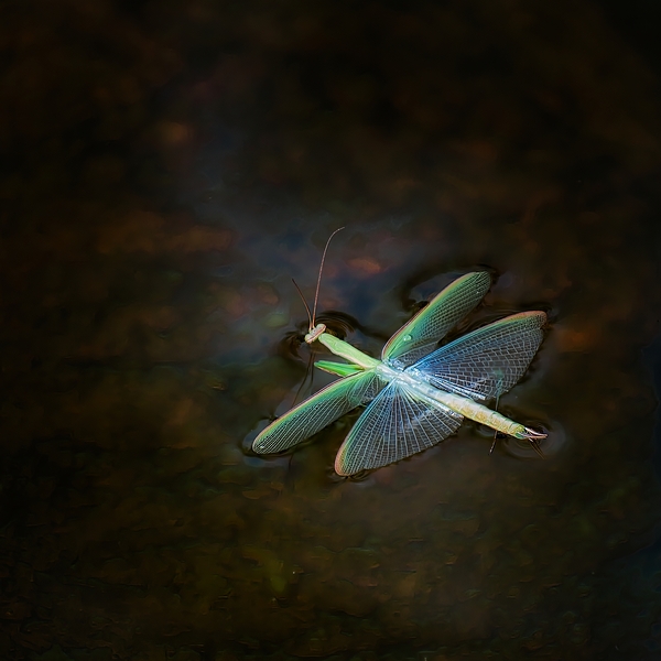 Mantis Print