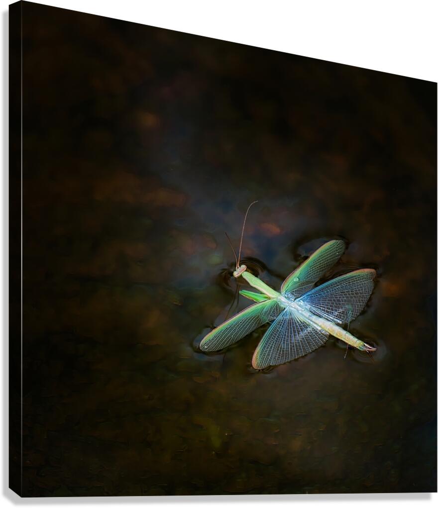 Mantis Canvas Print