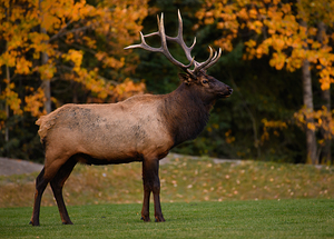 Elk Autumn