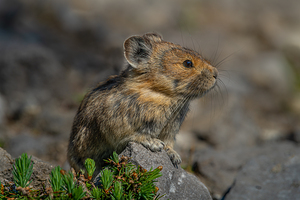 Pika