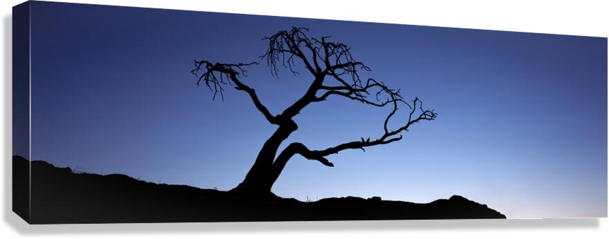 Crows Nest Limber Pine Canvas Print