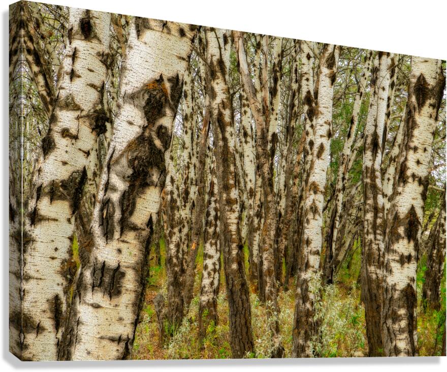 Popular Trees Canvas Print
