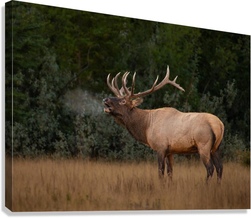 Bugling Elk Canvas Print