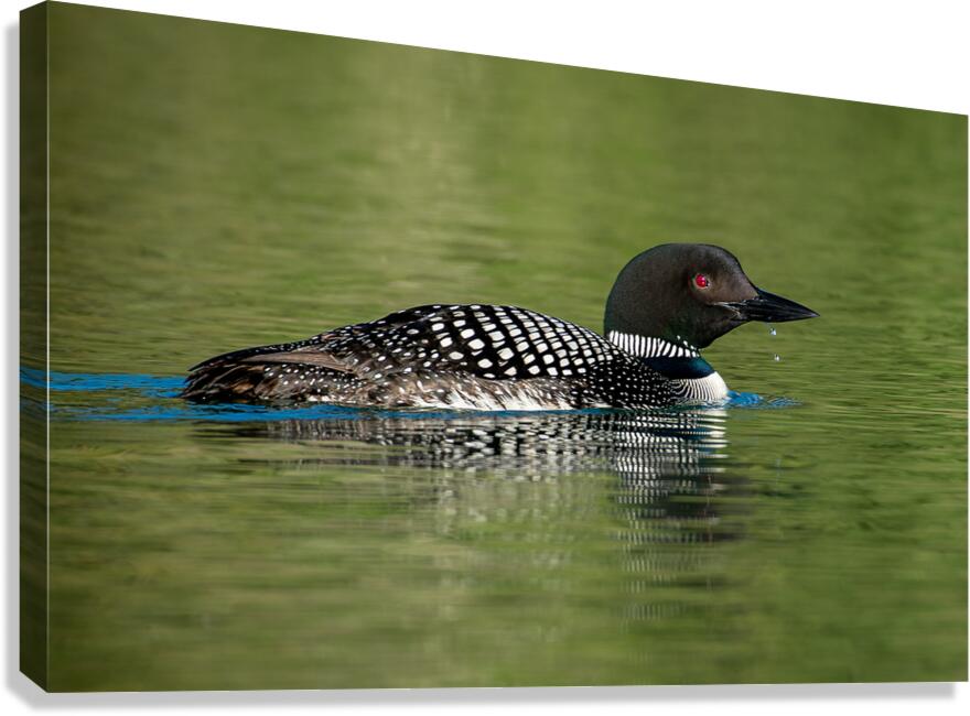 Common Loon Canvas Print