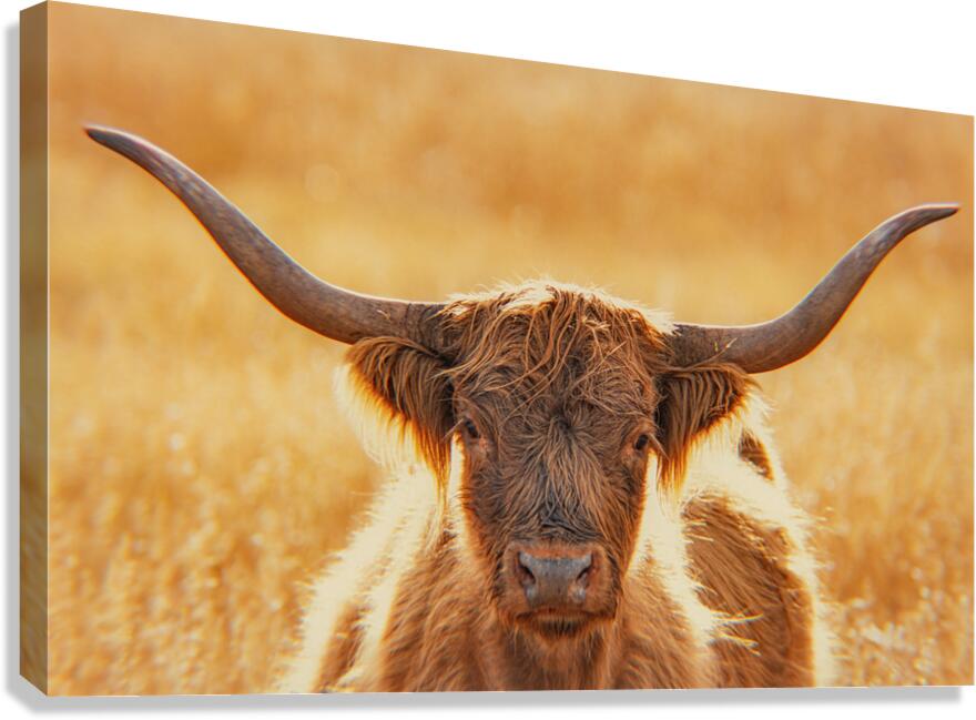 Highland Cow Canvas Print