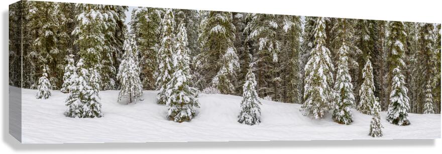 Snowy Trees Canvas Print